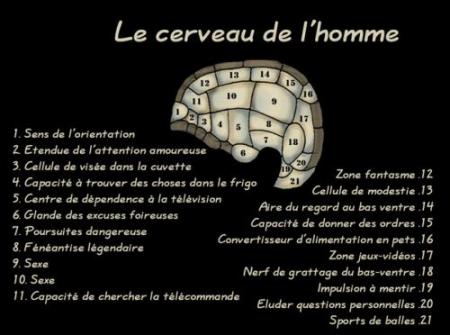 cerveau!!!!!!!!!!!!!!!!